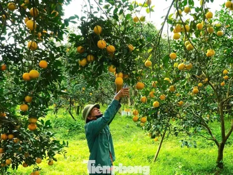 Rừng cam chín vàng rực, người dân 'ém hàng' chờ Tết