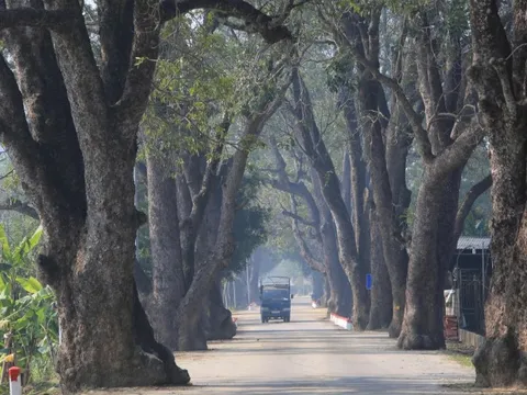 Hàng xà cừ trăm tuổi "độc nhất" trên đường lên di tích Am Tiên