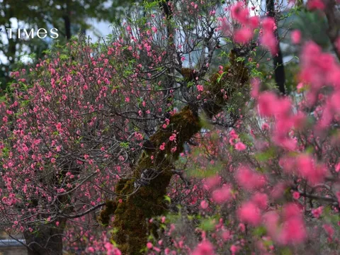 Dàn "lão đào" Tây Bắc xuống phố Thủ đô, giá thuê hàng chục triệu đồng mỗi gốc