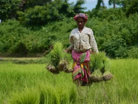 Quốc gia tăng nhập khẩu gạo Việt Nam 20.000% trong năm 2025 lên kế hoạch mua thêm, một đối thủ ngay lập tức 'chốt đơn'