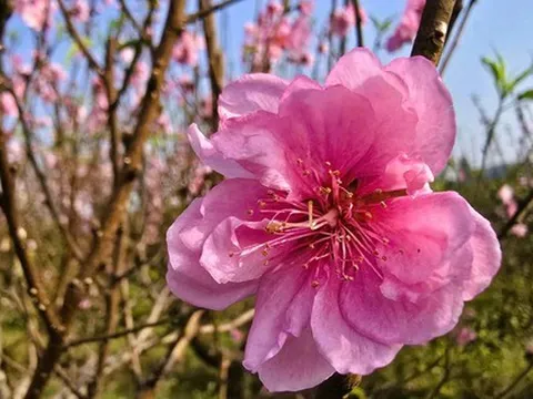 Hoa đào nở rộ, người trồng đào lo mất Tết