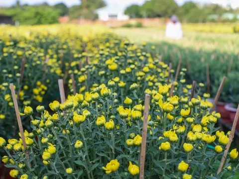 Cúc Đài Loan giá tiền triệu đắt hàng dịp Tết