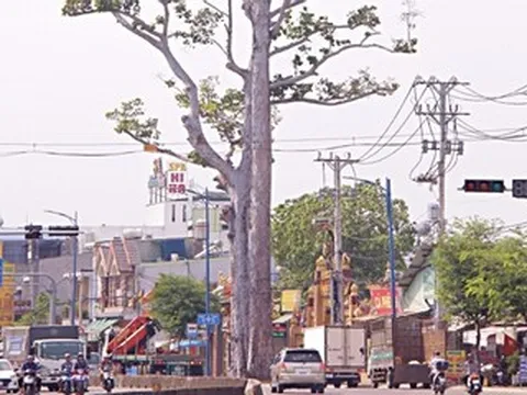 Hai cây dầu rái trăm tuổi ở TPHCM, từng thu hút chim hồng hoàng về trú ngụ