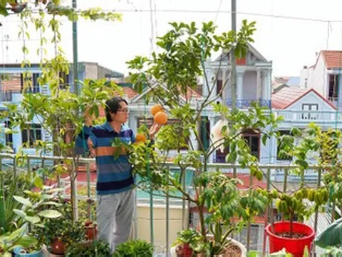 Vợ chồng Thanh Hóa làm vườn trên cao giữa lòng phố, nuôi cá, chăn đàn gà 48 con