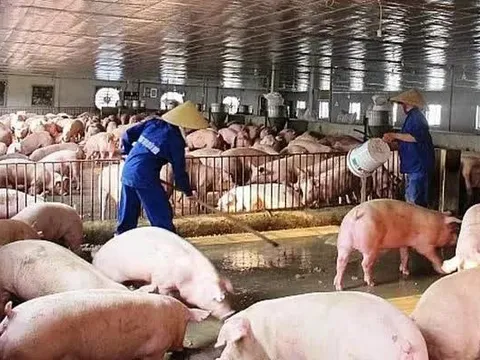 Việt Nam chi gần 2 tỷ USD nhập khẩu thịt