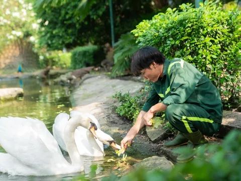 Đưa thiên nga về Thảo cầm viên Sài Gòn là 'cứu một được hai'