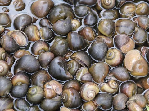 Ốc bươu ngâm “thủy tinh lỏng”, bác sĩ cảnh báo nóng