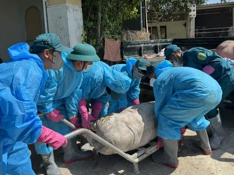 Quảng Ngãi đề nghị Trung ương hỗ trợ 106 tỉ khắc phục hậu quả dịch tả heo châu Phi