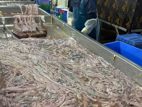 Hà Nội: Thu giữ hơn 60 tấn lòng lợn không rõ nguồn gốc tại kho đông lạnh