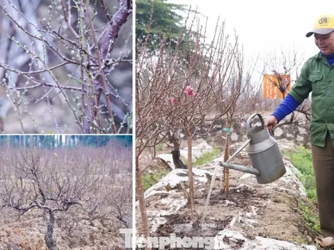 Lý do đào La Cả không vội Tết