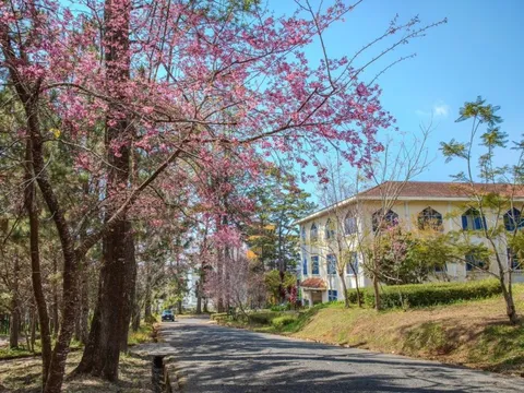 Mai anh đào nở rộ, trường học Đà Lạt vào mùa đẹp nhất năm