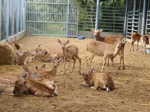 Cải tạo chuồng cũ nuôi hươu sao, nông dân miền Tây thu 300 triệu/năm