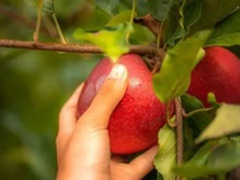 Nghệ thuật thưởng thức táo Pháp: ăn sống, nấu ăn, làm bánh và pha chế