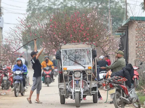 Làng đào lớn nhất miền Bắc rộn ràng vào vụ Tết