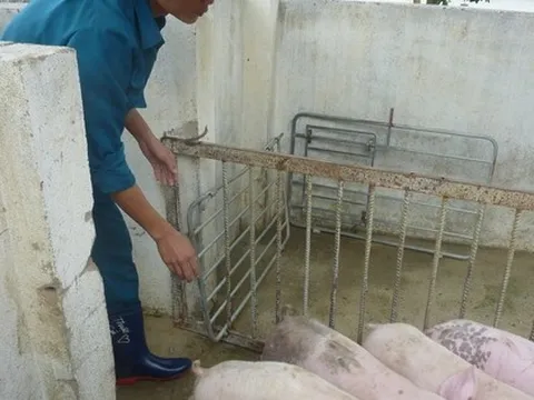 Giá heo hơi hôm nay, 11-2: Thịt heo ồ ạt về chợ, giá cả biến động bất ngờ