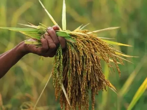 Sau Thái Lan, Việt Nam sắp đón thêm đối thủ gạo mới: Được hưởng ưu đãi thuế nhập khẩu 0%, là ông trùm đứng thứ 4 thế giới