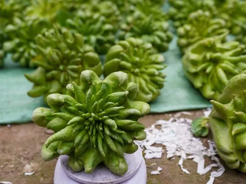 Phật thủ Tết giá đắt đỏ vẫn 'cháy' hàng