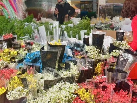 Cập nhật giá cả hoa ngày 28 Tết: Tuyết mai rẻ bất ngờ, cúc đẹp “đỉnh cao”, mộc lan trở thành hot trend