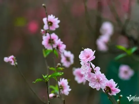 Lời chúc Tết khách hàng mừng năm mới 2026 hay, trang trọng