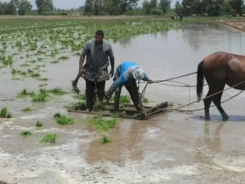 Philippines, Indonesia dừng nhập khẩu, điểm danh loạt doanh nghiệp xuất khẩu gạo vẫn đón tin vui