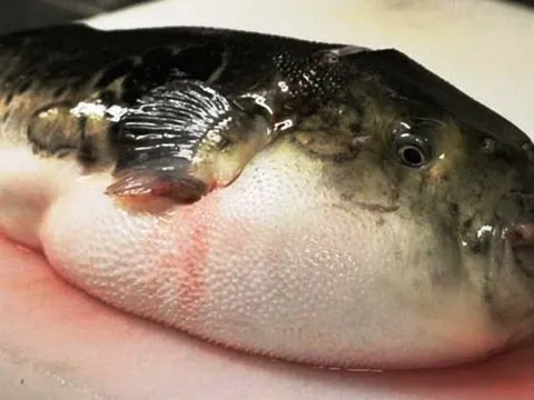 Hai người nghi ngộ độc sau khi ăn cá nóc