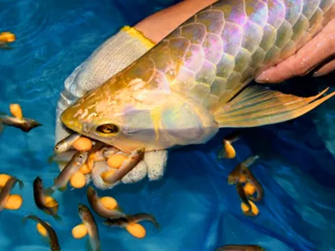 Nghi ăn trứng cá rồng, 13 người ngộ độc nhập viện