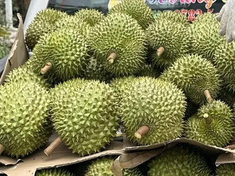 Giá sầu riêng đầu năm cao ngất ngưởng