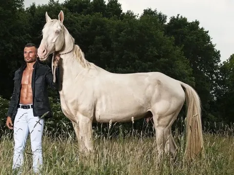 Giống ngựa 'dát vàng' quý hiếm, đẹp thoát tục như tranh vẽ