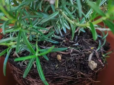 Sai lầm khi trồng cây trong chậu khiến cây nhanh chết: Người mới rất dễ mắc phải