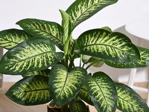 Đừng trồng 3 loại cây này trong nhà