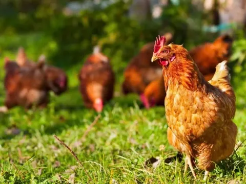 Giáo sư mang theo con gà khi đi làm, du lịch