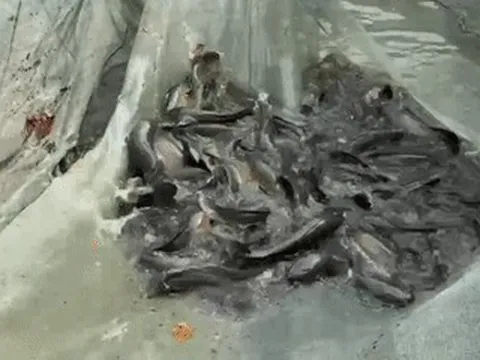 Làng nuôi cá lóc ở Đồng Nai tất bật 'chốt đơn' trước ngày vía Thần Tài