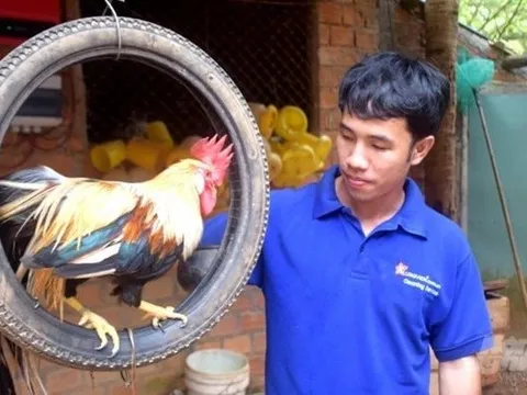 Bỏ phố về quê nuôi loài chim quý hiếm, anh kỹ sư thu lãi 1 tỷ đồng/năm
