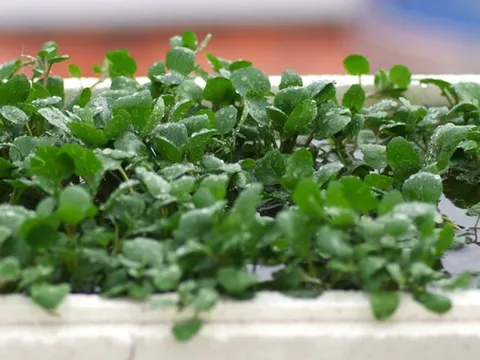 Mỹ ca ngợi "loại rau tốt nhất thế giới", hóa ra người Việt đã ăn từ lâu