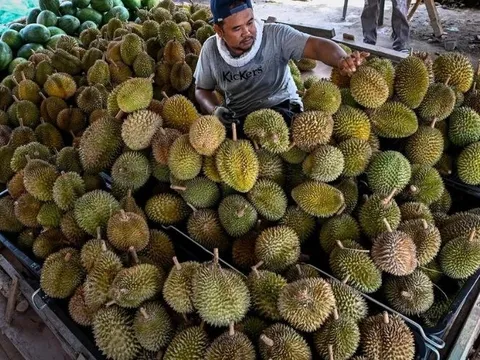 Buồn của thủ phủ sầu riêng Đông Nam Á: 'Năm ngoái tôi thu hoạch khoảng 3.500 quả/300 cây, năm nay còn có 500 quả'