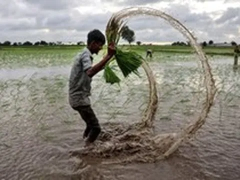 Buồn của quốc gia nhập khẩu 2 triệu tấn gạo: Gần 90 nhà máy xay xát phải đóng cửa, chuyện gì đang xảy ra?
