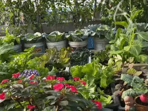 Vợ chồng Đà Nẵng biến sân thượng 60m² thành vườn rau trái, thu hoạch 'mỏi tay'