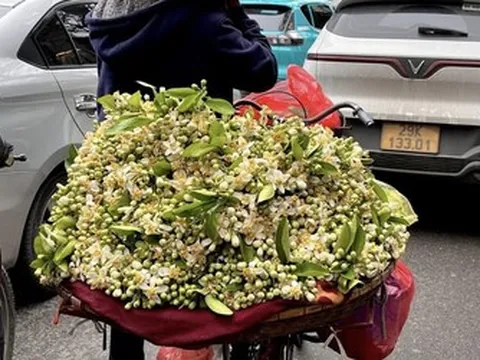 Hương bưởi tháng Ba làm dịu lòng phố Hà Nội