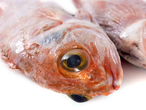 2 loại cá chứa nhiều thủy ngân, loại số 1 dù thích đến mấy cũng "giữ mồm giữ miệng"