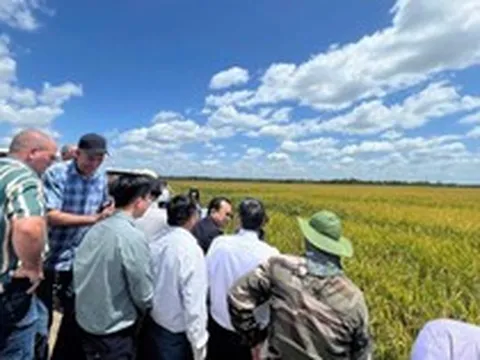 Việt Nam mang "công thức đặc biệt" sang Cuba, năng suất lúa tăng gấp đôi gây bất ngờ