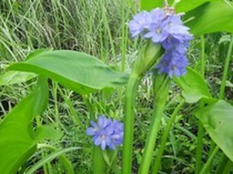 Cây rau mọc dại từng là thức ăn cho lợn, nay lên hàng "đặc sản", thậm chí giúp nông dân đổi đời