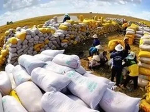 Lúa gạo rớt giá: Đừng 'đổ thừa' do chiến sự Trung Đông!