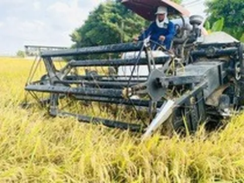 Giá lúa gạo giảm, không để xảy ra cảnh thương lái ép giá nông dân