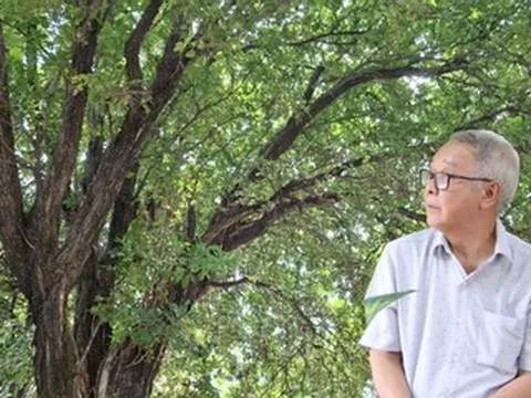 Cây hoa trắng gần trăm năm tỏa hương bên khu mộ ‘vua tiểu thuyết Nam Bộ’