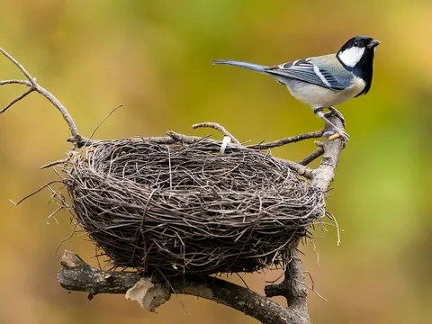 Hiệu trưởng từ chối dỡ tổ chim cho học sinh lớp 12 ôn thi