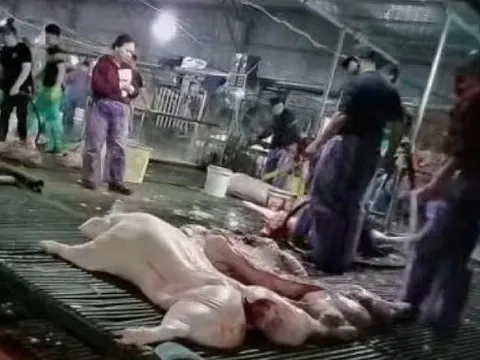 Phụ huynh nháo nhác sau thông tin thịt lợn bệnh tuồn vào trường học