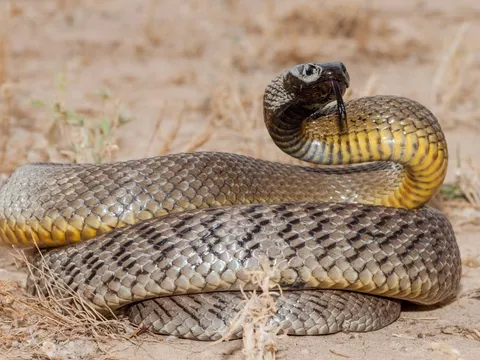 Vì sao Australia sở hữu nhiều loài độc nhất hành tinh?