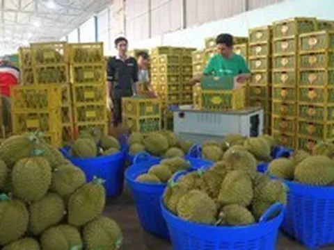 Xuất khẩu sầu riêng sang Trung Quốc tăng gần 400%