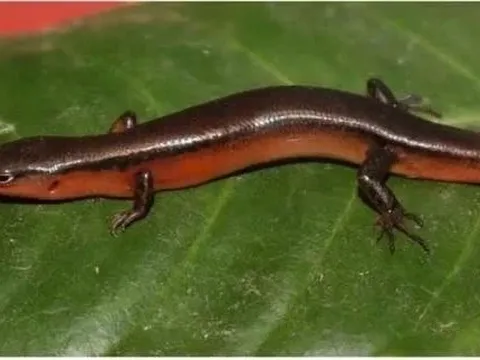 Phát hiện loài thằn lằn mới tại Vườn Quốc gia Vũ Quang