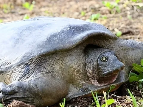 Những loài động vật chỉ còn vài cá thể, quý hiếm nhất hành tinh